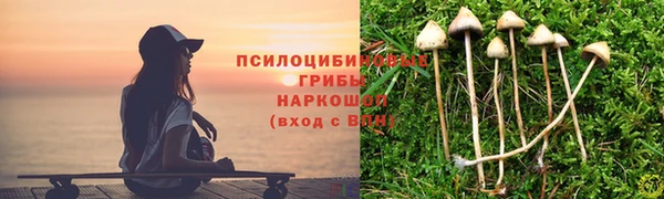 хмурый Аркадак